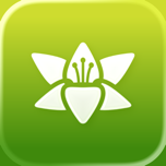Muguet
